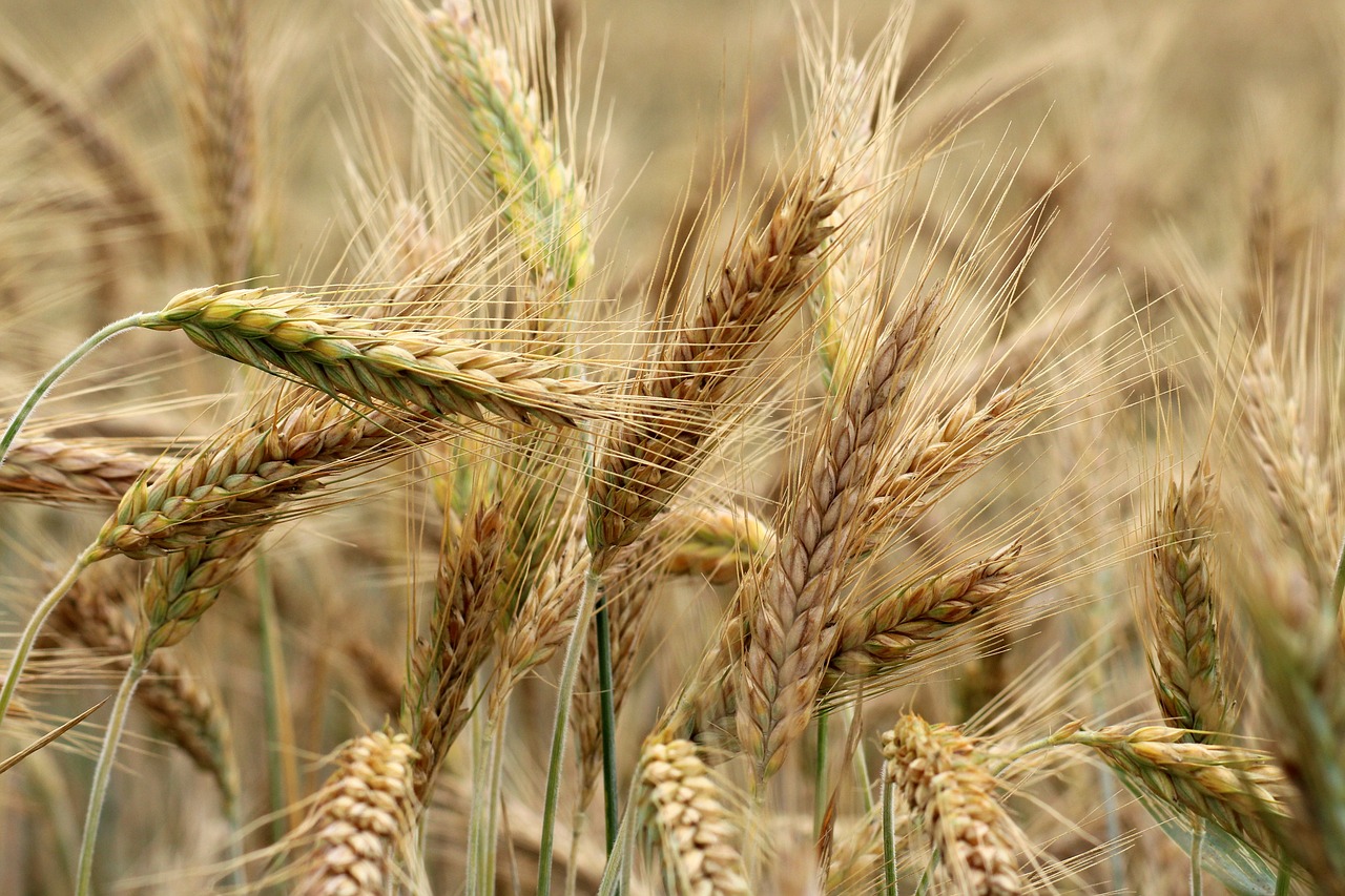 Barley in the field, nearly fully mature