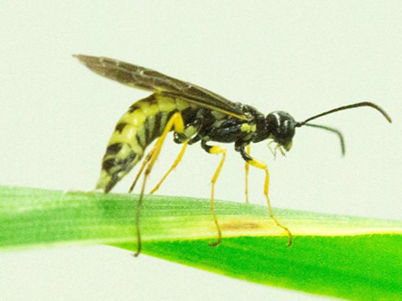 Western Stem Sawfly