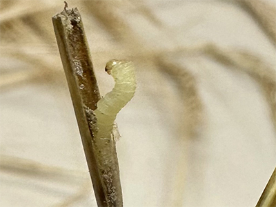 Overwintering WSS larva in barley stubble