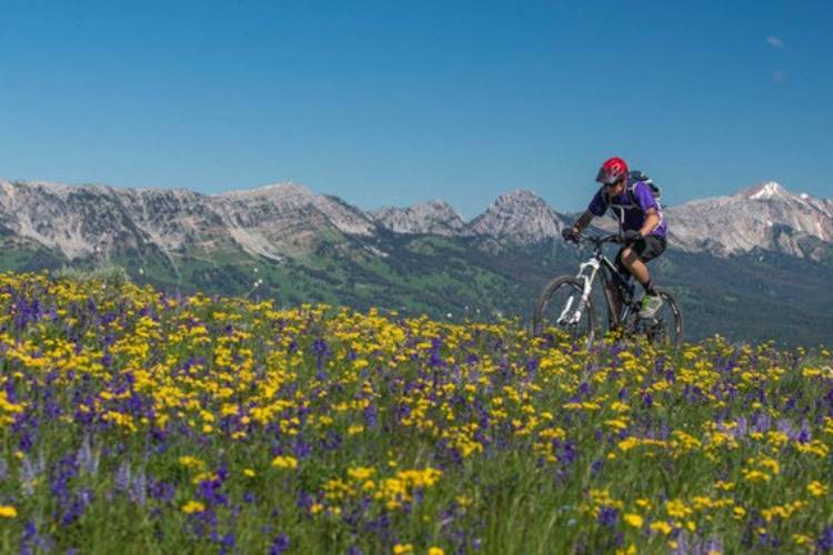 Photo of Biker Among Wildflowers