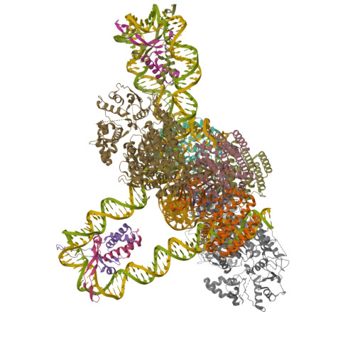 Cas1-Cas2/3 integrase and IHF bound to CRISPR leader, repeat and foreign DNA