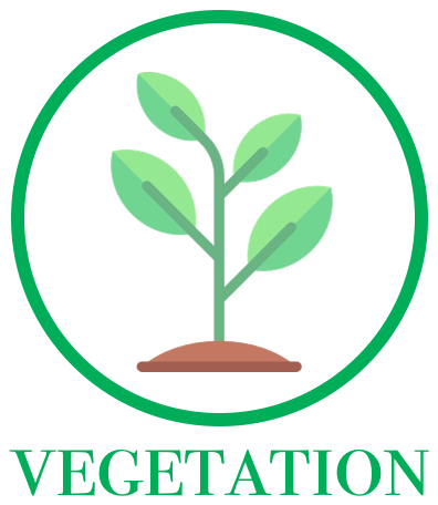 vegetation