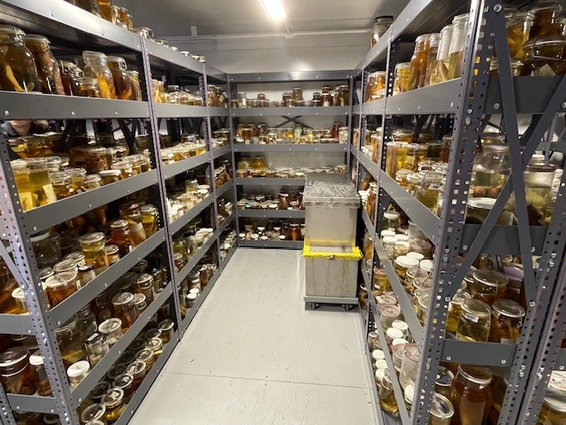 Fish Pod specimens Fish Pod specimens