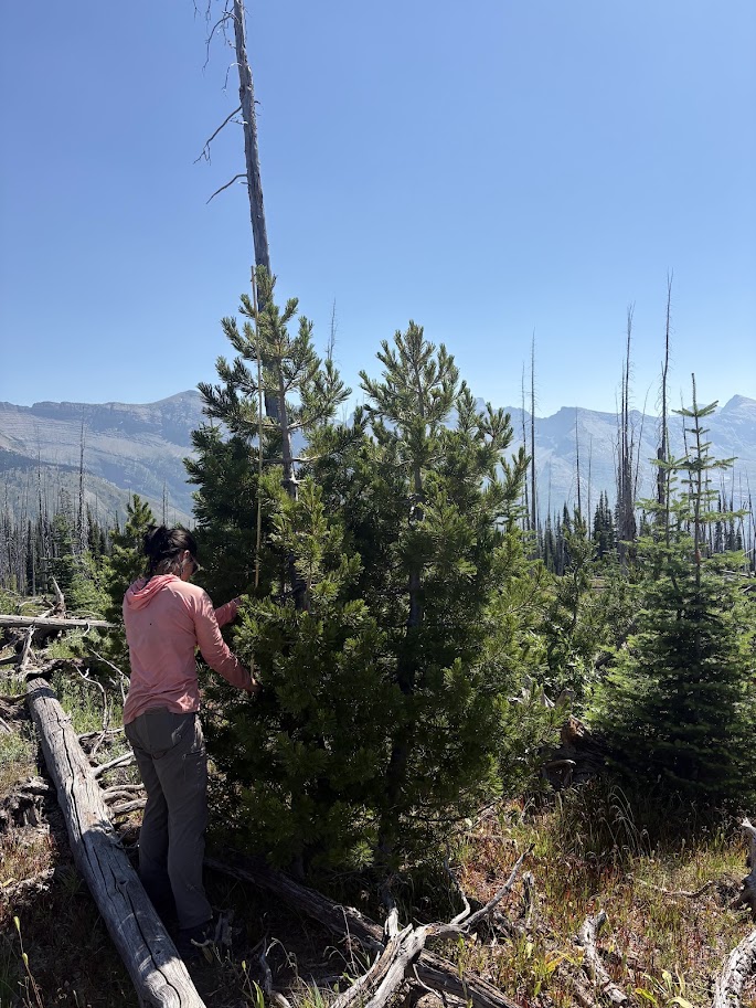 Marissa Ng sampling white bark pine