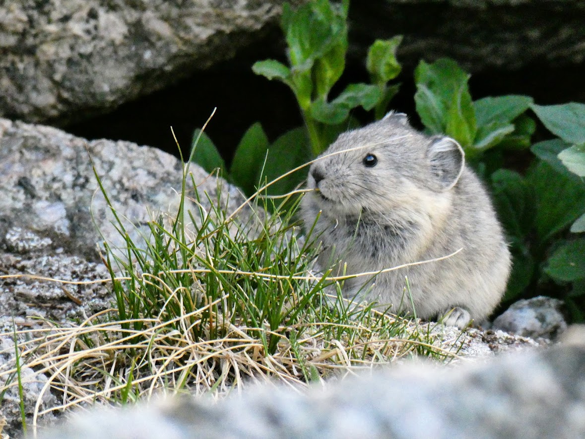 Pika