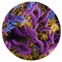 False color micrograph of sulfate reducing bacteria (purple) causing metal corrosion (orange-brown) which can impact energy infrastructure (M. Fields Lab, ICAL).