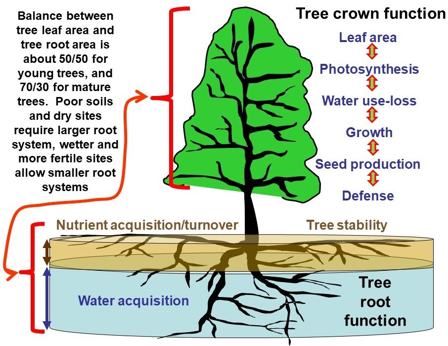 This diagram illustrates the functional relationship and resource balance between a tree's crown (above ground) and its roots (below ground)