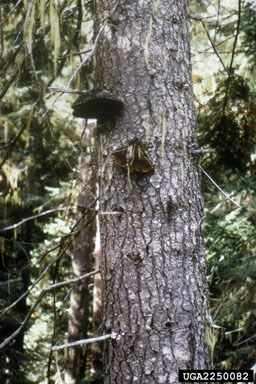 A vertical shot of a conifer tree featuring several dark, shelf-like fungi growing from the textured bark in a sunlit forest