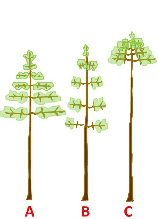 Illustration of three tall trees labeled A, B, and C at the bottom. Tree A has branches and leaves spread more evenly along the trunk. Tree B is thinner with fewer, more widely spaced branches. Tree C has a long bare trunk with most of its leaves and branches clustered near the top.