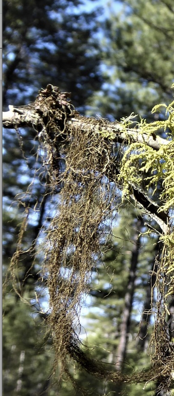 A long, tangled mass of hair lichen hanging vertically from a pine tree branch in a sunny forest