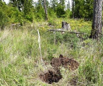 The 30-year-old harvested forest has a grassy forest opening with a cut tree stump nearby. There is open space between the mature trees and shrubs around the site.