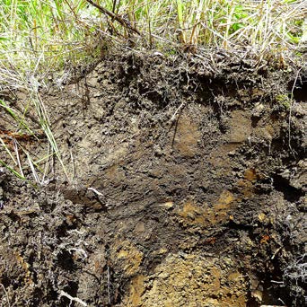 A close-up of a soil pit from a 30-year-old harvested forest shows a thick layer of dark organic soil on top of the mineral band below this that appears to be two to three times as thick as the 10-20 year opening.