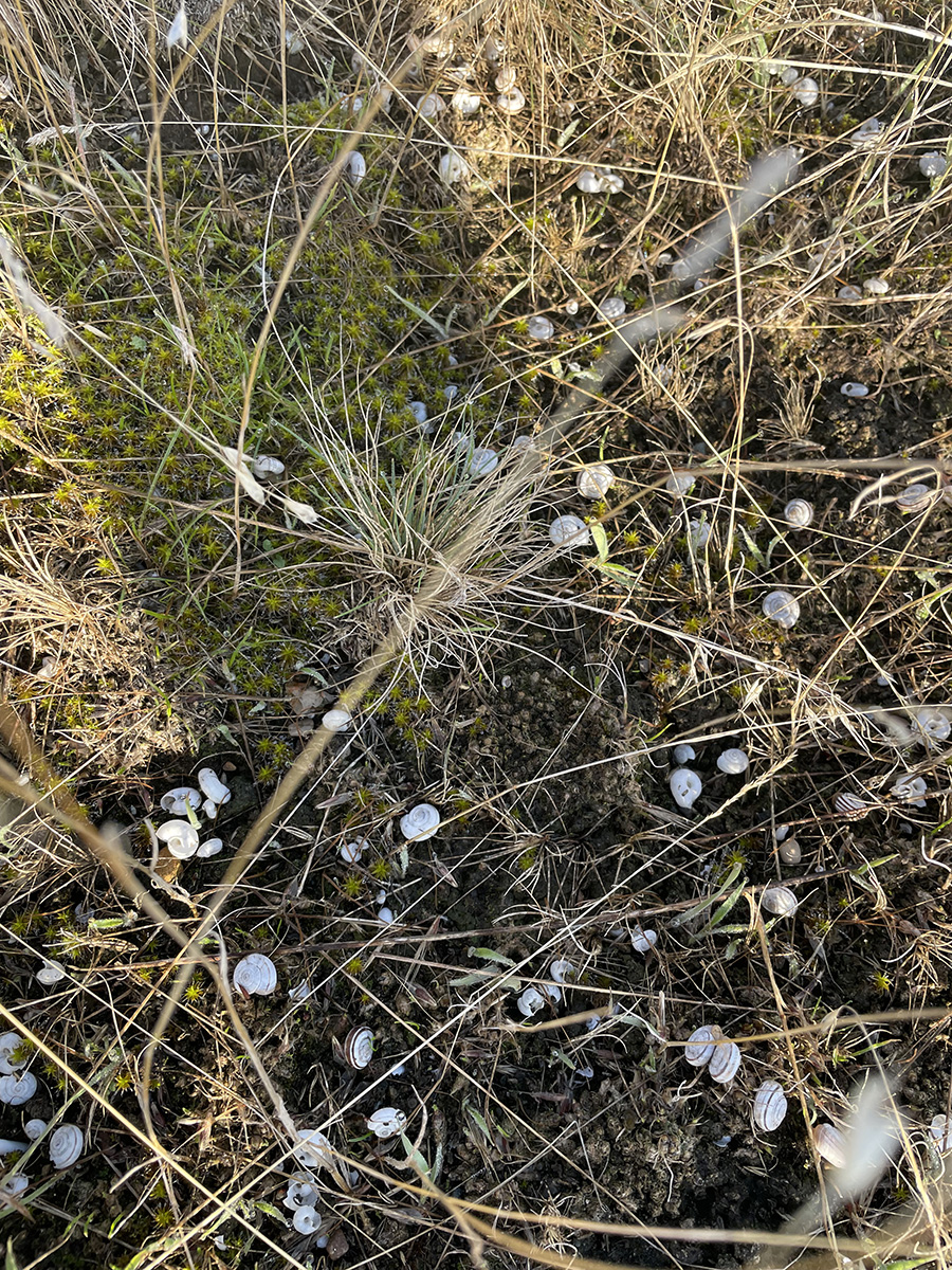 Invasive Eastern Heath Snails