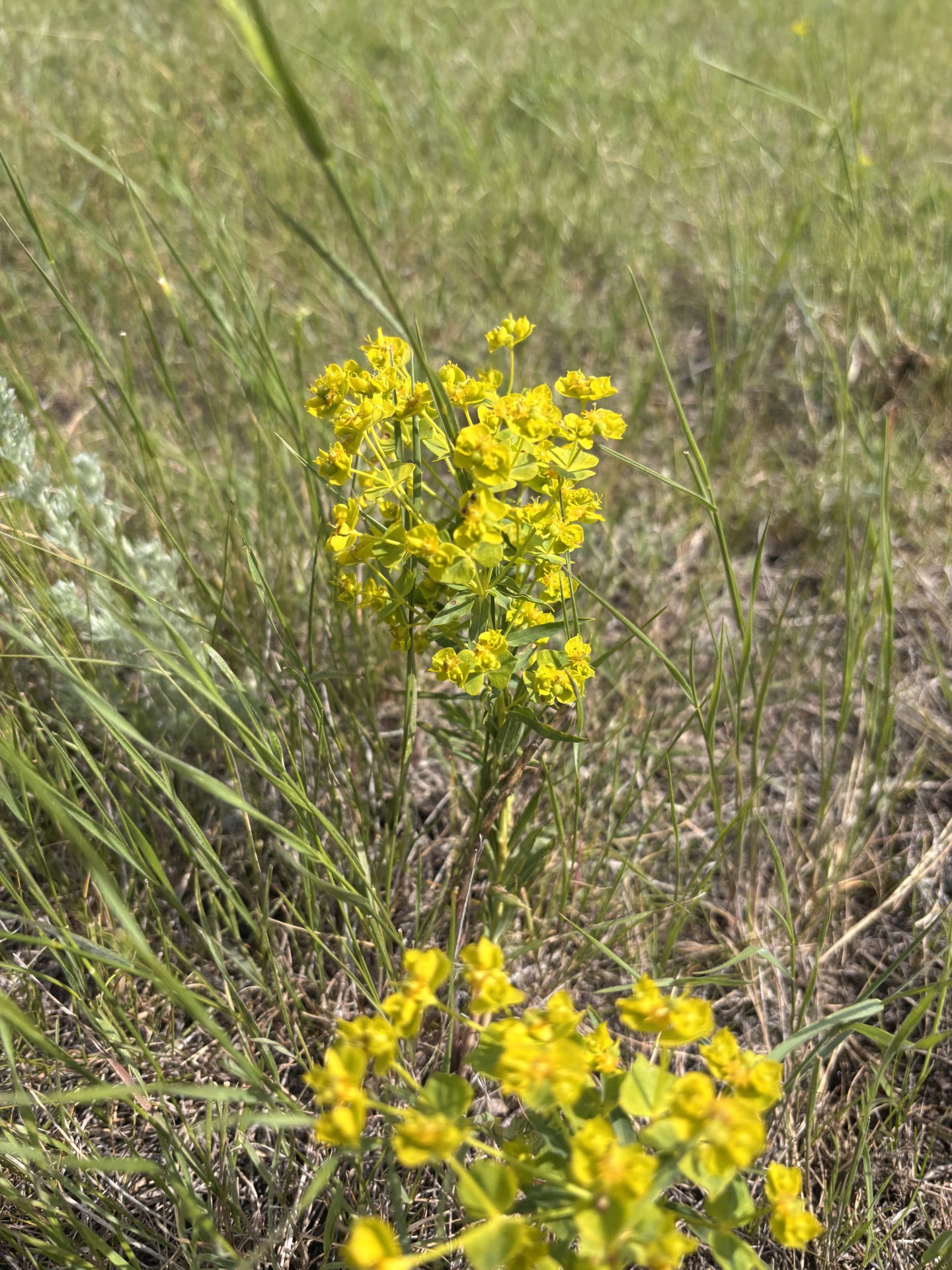 Leafy Spurge plant located near Westby, MT in Sheridan County.