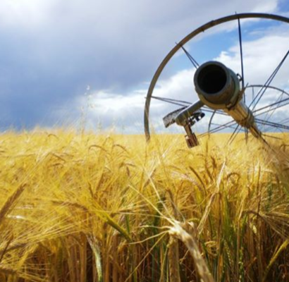 Irrigation sprinkler in wheat field with cloudy blue sky overhead