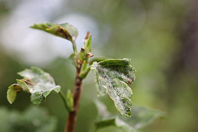 Photo of a small leaf that appears wilting and unhealthy