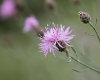 Spotted Knapweed Flower
