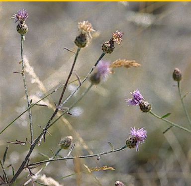 Spotted Knapweed