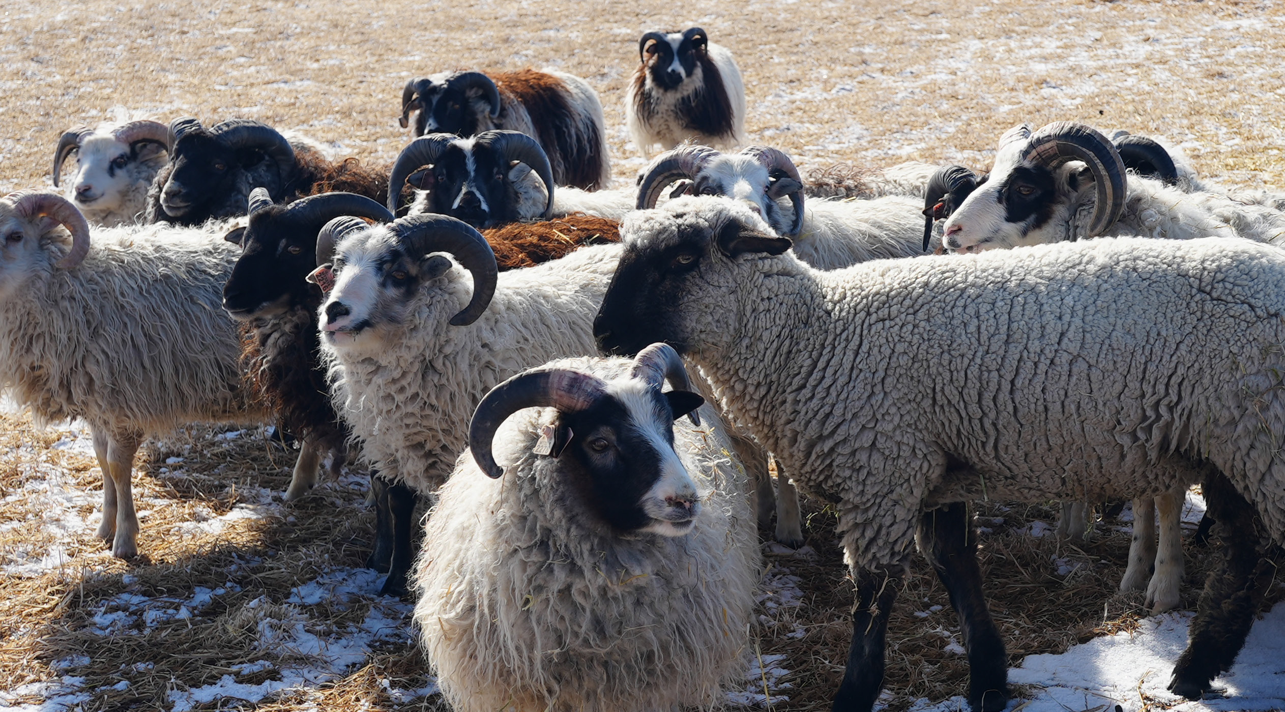 Lambs in a field.