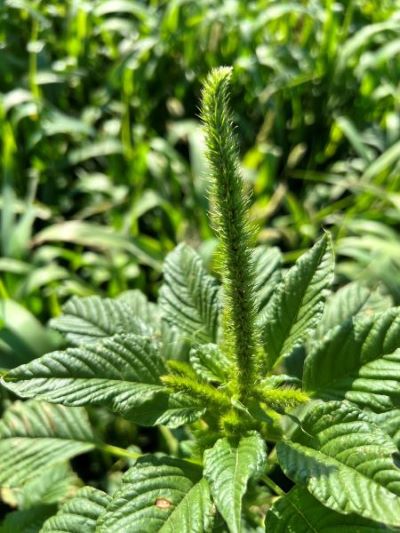A green plant with a long, thin flower.