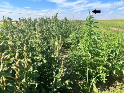 A field of green plants.