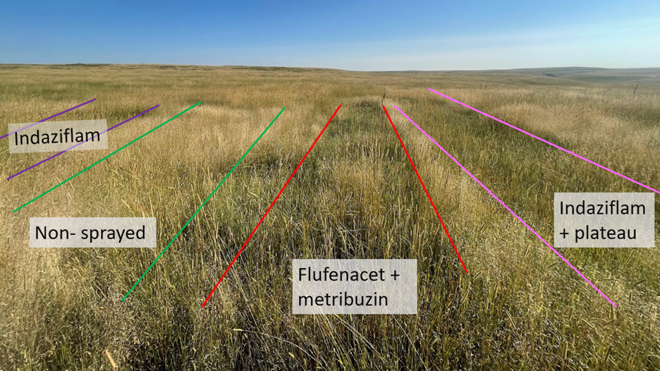 A field of grass with red, green, and pink lines separating different herbicide and fertilizer treatments. The areas treated have less ventenata in them than the non-treated area.