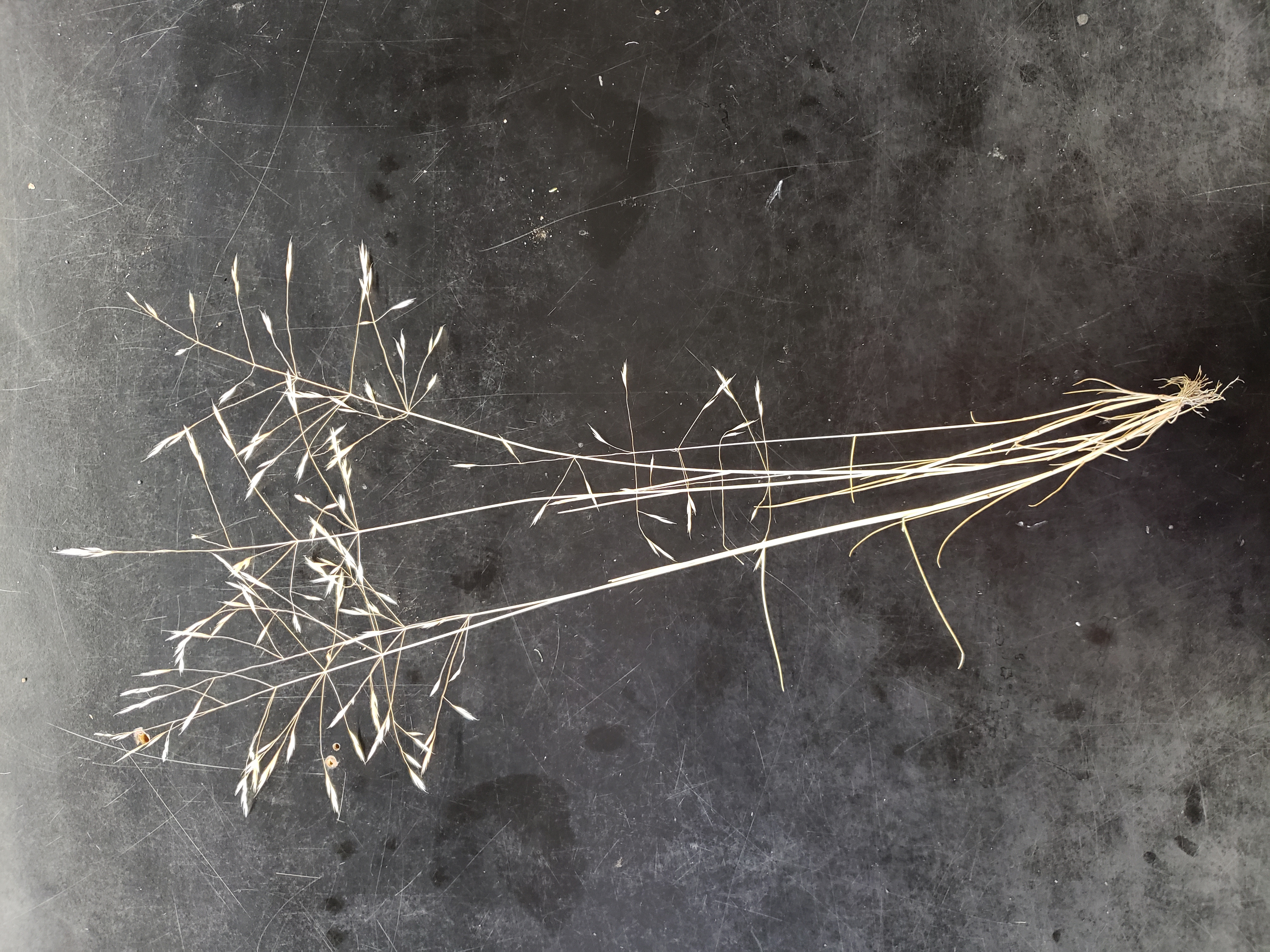 Greenish brown single grass plant with black background.