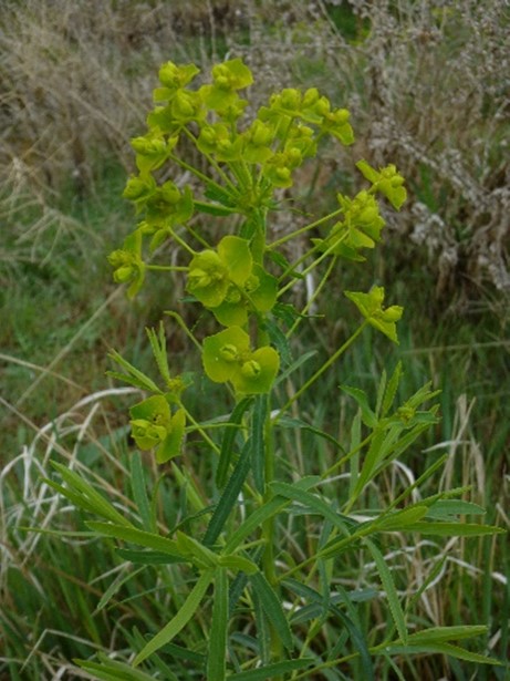 A green plant with yellow flowers.