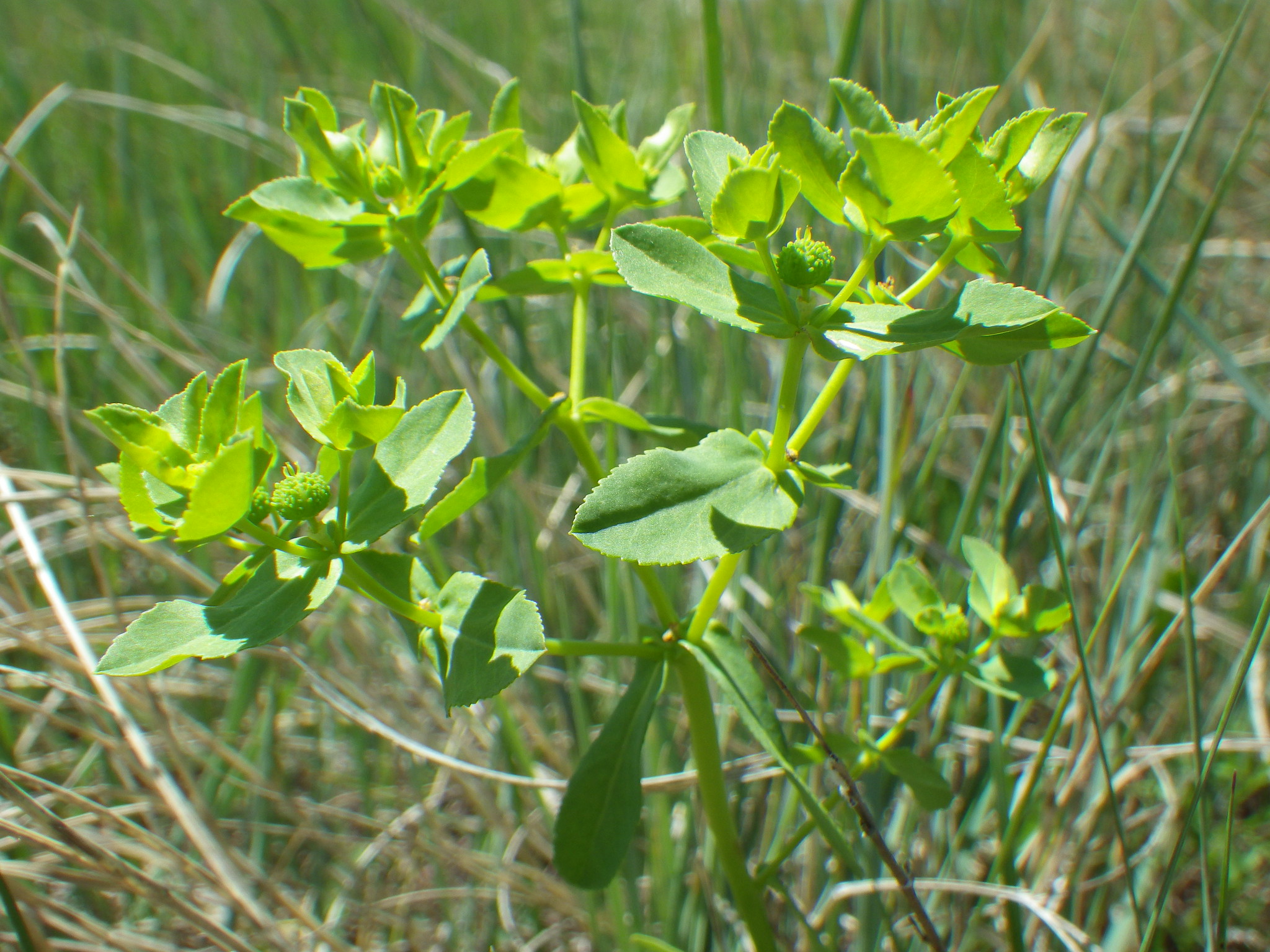 A close-up of a plant with yellowish-green flowers. Green grass is in the background.