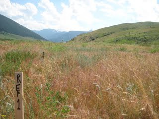 marked cheatgrass field