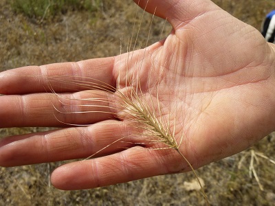 medusahead seed head in the palm of someone's hand