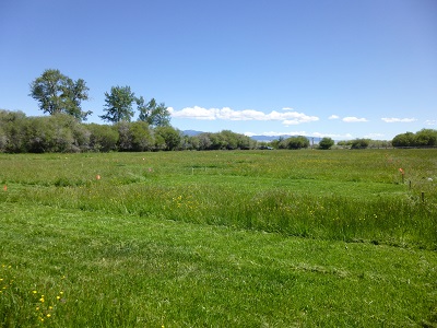 research plots mowed and not mowed with tall buttercup growing