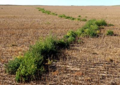 crop land weeds