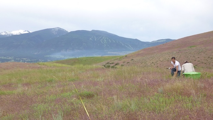invasive plants