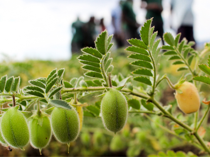 Chickpeas