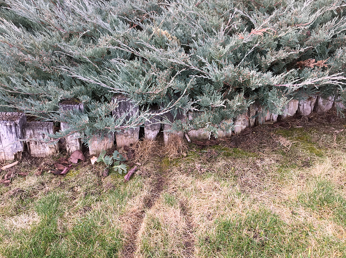 Snake-like dirt trails run through a green lawn showing the prescence of voles.