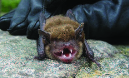 A bat is pinned to a rock with gloved human hands to display the tiny sharp teeth in its mouth.