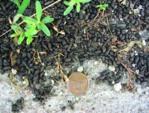 A pile of bat droppings next to a penny to show the true size.