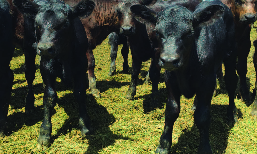 A group of black angus calves stand outside on hay.