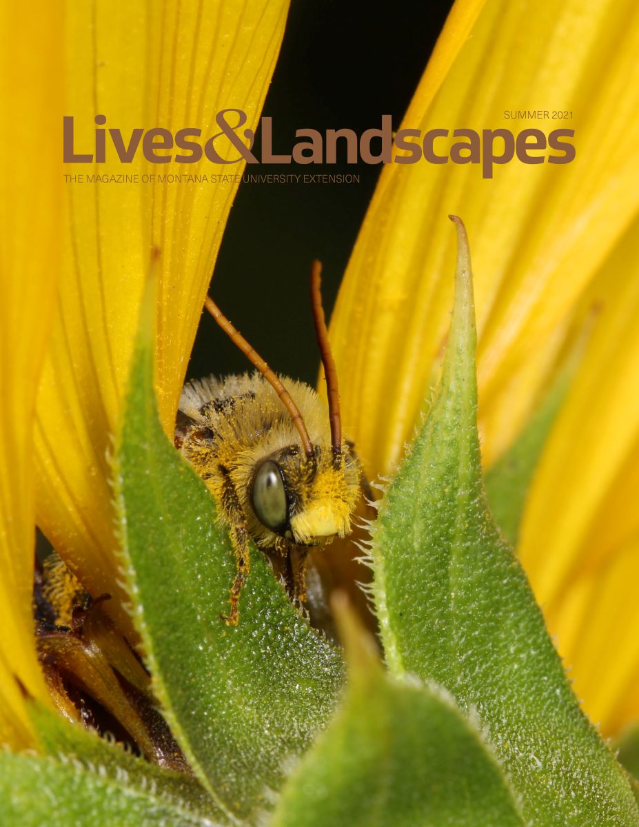 The magazine cover displays a bee covered in pollen emerging from between the yellow petals and green bracts of a sunflower.