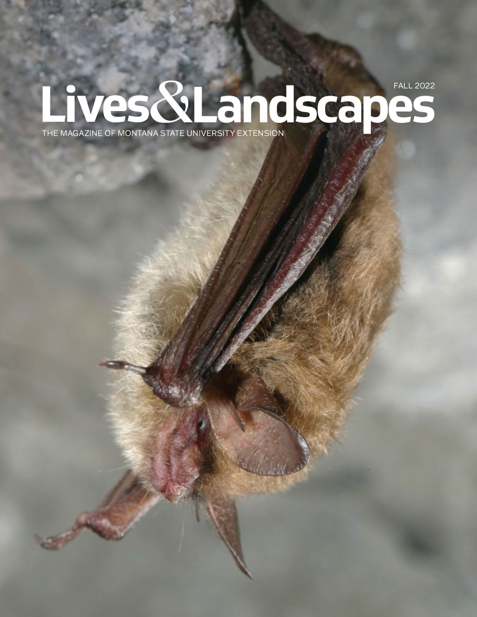 This magazine cover features a bat hanging updside down from a rock. The bat is a light brown color with dark, reddish brown wings, face, and ears. 