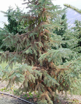 A medium-sized spruce shows significant amounts of grey-brown needles towards the center of the tree.