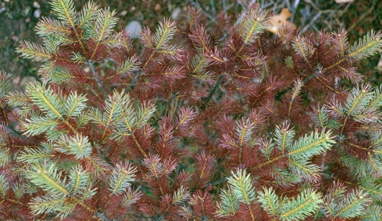 Extensive damage is shown in dark brown and light brown needles. Green needles are only visible at the tips of the branches we can see.
