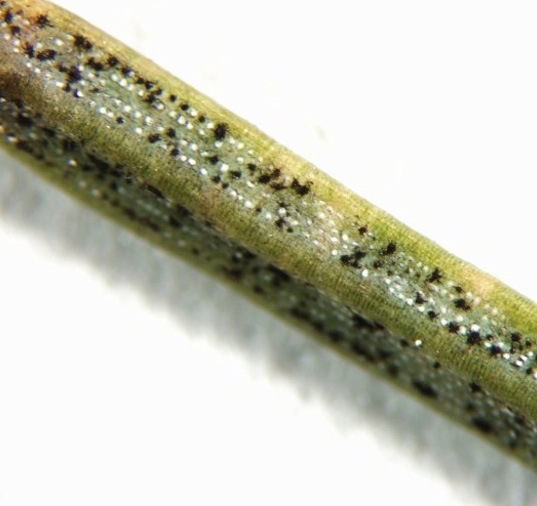 Black fuzz dots pepper the green and white pattern in a close-up of a needle.