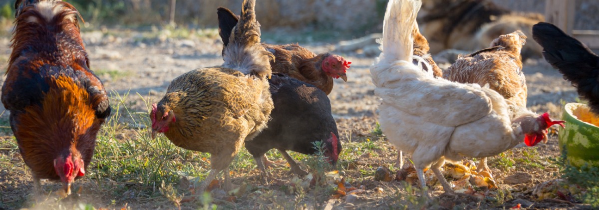 several chickens scratch and peck at fruit and vegetable scraps in the grass
