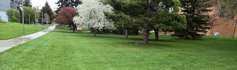 An expanse of green turfgrass from the MSU campus is dotted with large conifer trees and fruit trees with white and pink blossoms