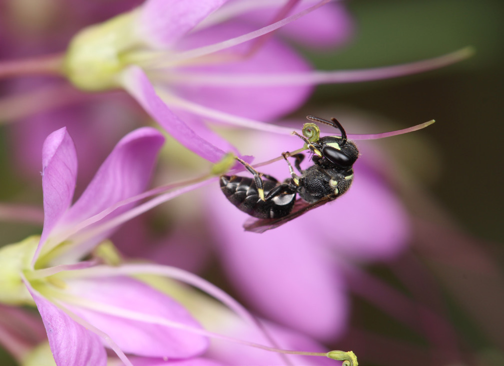 An upclose, detailed image of a black bee perched on a purple flower.