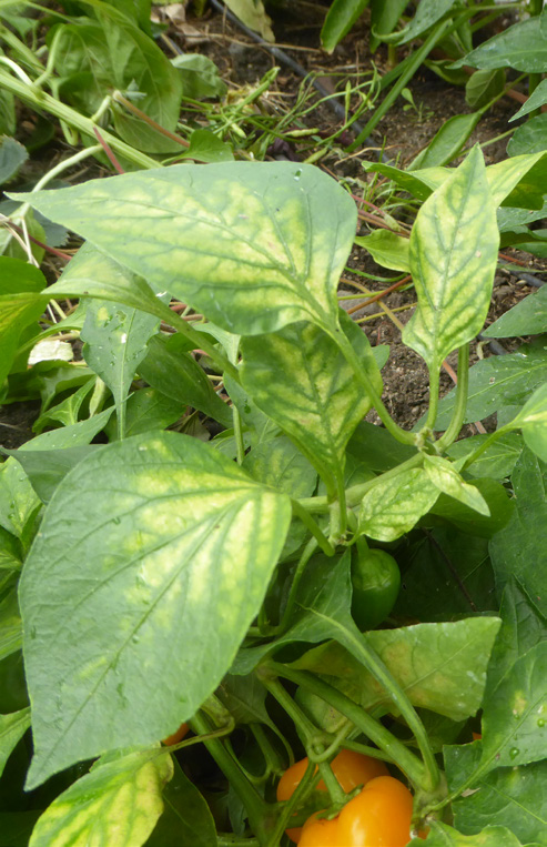 The leaves of a pepper plant have dark green veins and edges, while the tissue inbetween is light green, yellow, or white, a symptom called chlorosis.