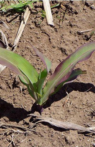 A small green corn plant has dark purple coloring along the outside of the older, lower leaves.