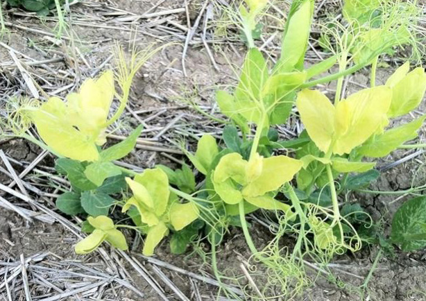 Pea plant shows yellow and light green leaves towards the tops of the plants and dark green leaves at the base.